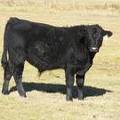 2014 Steer Calf 974