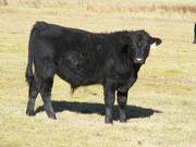 2014 Steer Calf 974