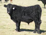 2014 Steer Calf 977