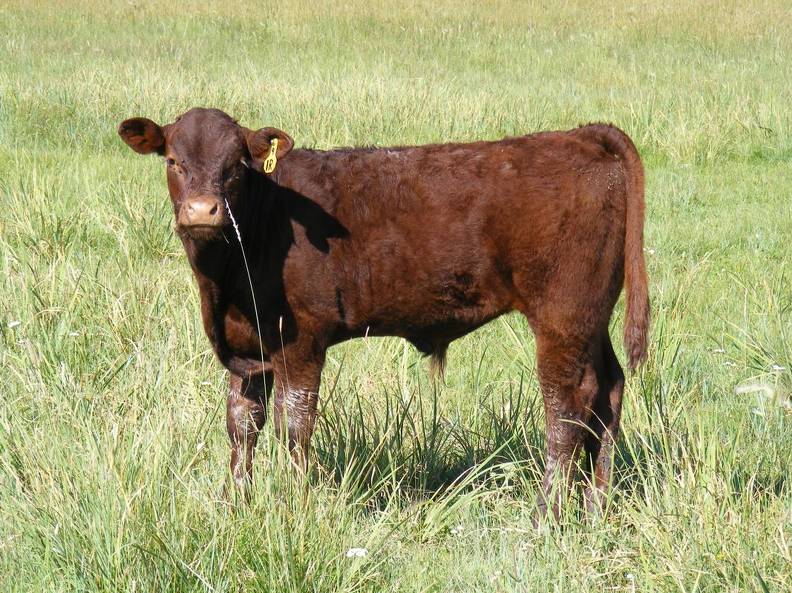 2009 Steer Calf  1RY R.jpg