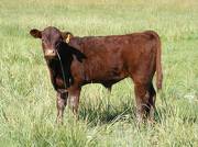 2009 Steer Calf  1RY R