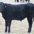 2009 Steer Calf  585Y B