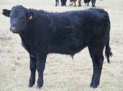 2009 Steer Calf  585Y B