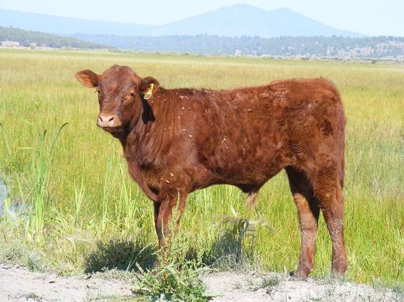 2009 Steer Calf 080Y R