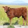 2009 Steer Calf 080Y R