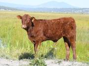 2009 Steer Calf 080Y R