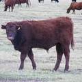 2009 Steer Calf 209Y R