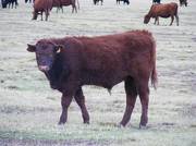 2009 Steer Calf 209Y R