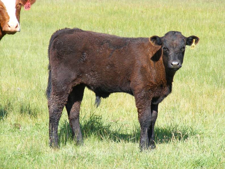 2009 Steer Calf 216Y B.jpg