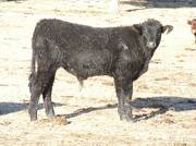 2009 Steer Calf 248Y B