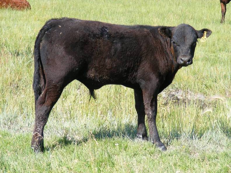 2009 Steer Calf 717Yo B.jpg