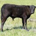 2009 Steer Calf 717Yo B