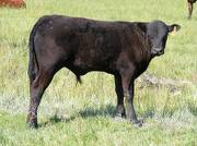 2009 Steer Calf 717Yo B