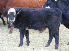 2009 Steer Calf 790Y BB