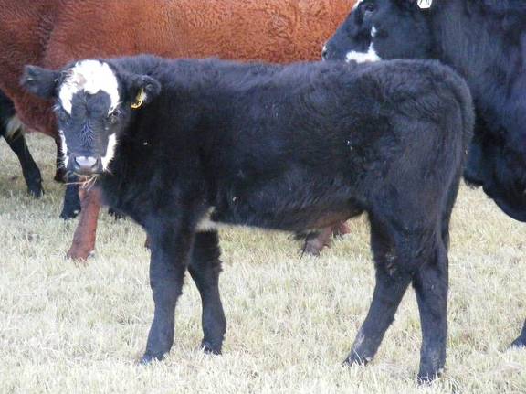 2009 Steer Calf 790Y BB