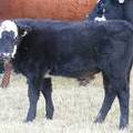 2009 Steer Calf 790Y BB.jpg