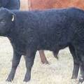 2009 Steer Calf 917Y B