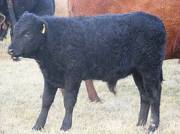 2009 Steer Calf 917Y B