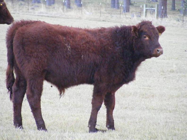 2009 Steer Calf XXX.jpg