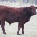 2009 Steer Calf XXX