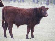 2009 Steer Calf XXX