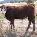 2010 Bull Calf 514o RB