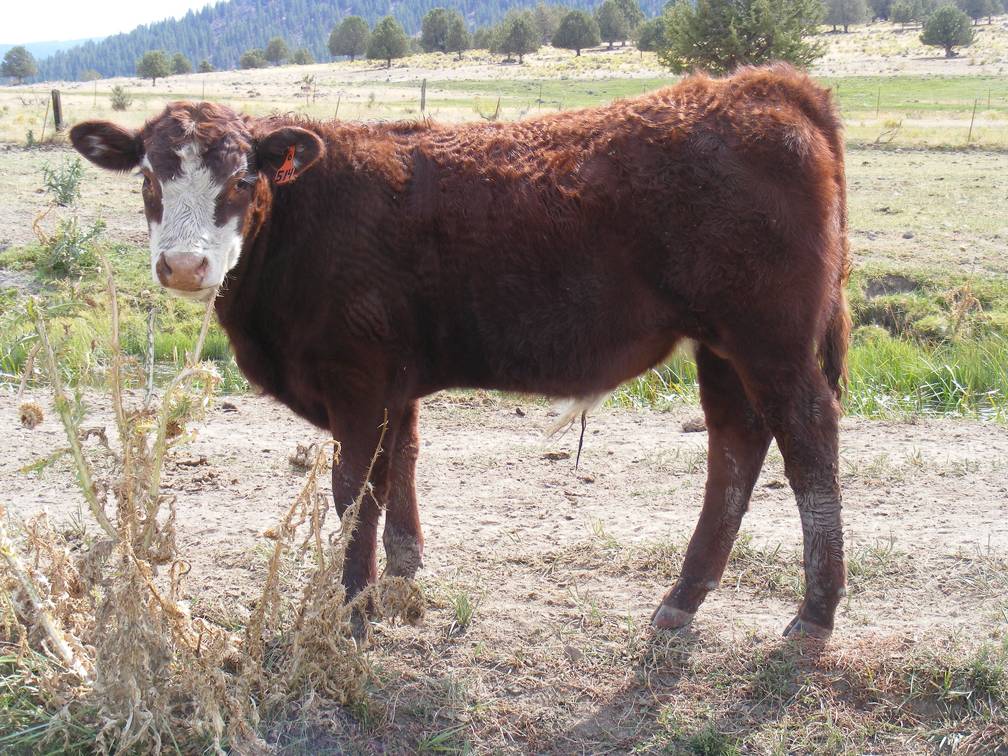 2010 Bull Calf 514o RB 001