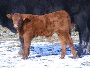 2010 One Month Old Steer Calf 157o R