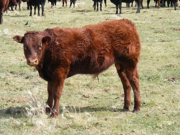 2010 Steer Calf 1Ro R