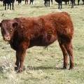 2010 Steer Calf 1Ro R