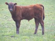 2010 Steer Calf 4Po R