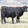 2010 Steer Calf 4Ro B