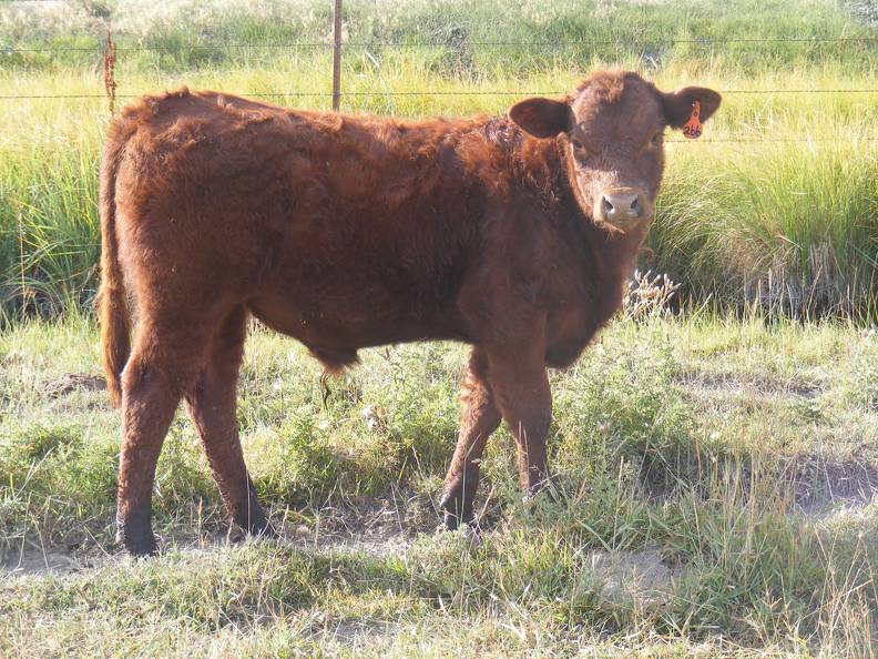 2010 Steer Calf 266o R.jpg