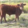 2010 Steer Calf 266o R