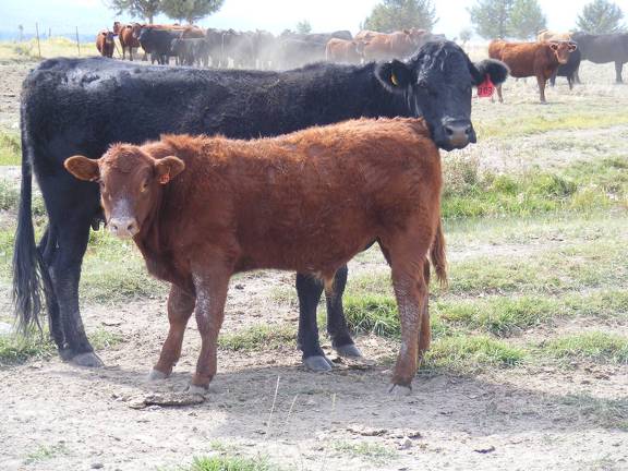 2010 Steer Calf 303o R