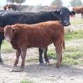 2010 Steer Calf 303o R