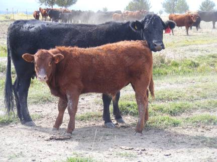 2010 Steer Calf 303o R