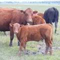 2010 Steer Calf 325o R