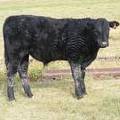 2010 Steer Calf 335o B