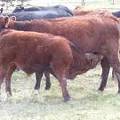 2010 Steer Calf 548o R