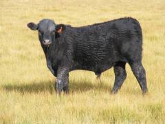 2010 Steer Calf 585o B