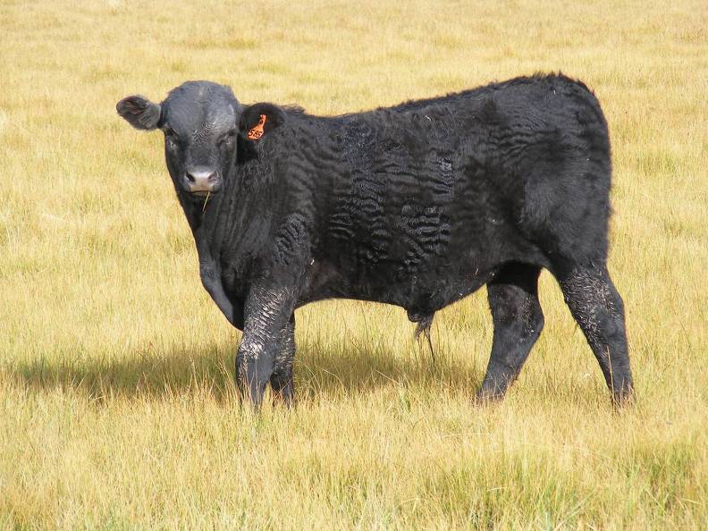 2010 Steer Calf 585o B.jpg