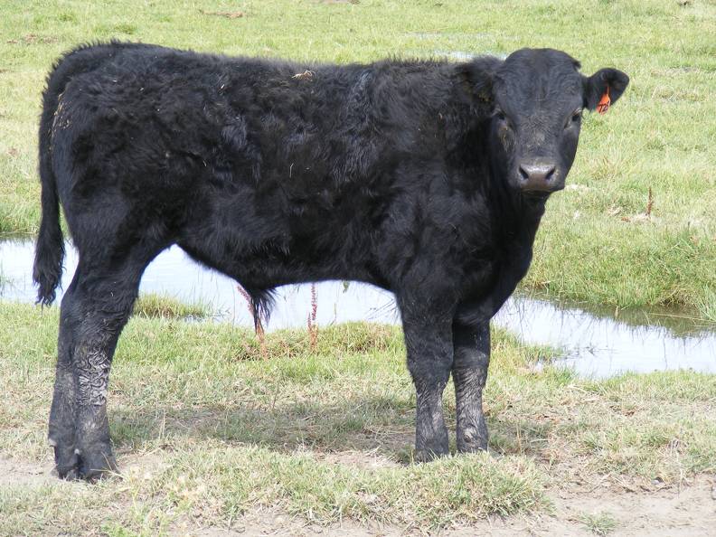 2010 Steer Calf 725o B.jpg