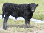 2010 Steer Calf 725o B