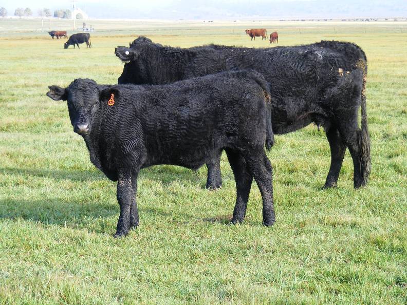 2010 Steer Calf 826o B.jpg