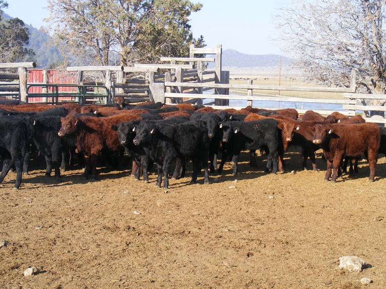 2011 Big Steers 