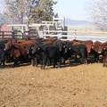 2011 Big Steers 