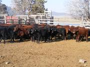 2011 Big Steers 