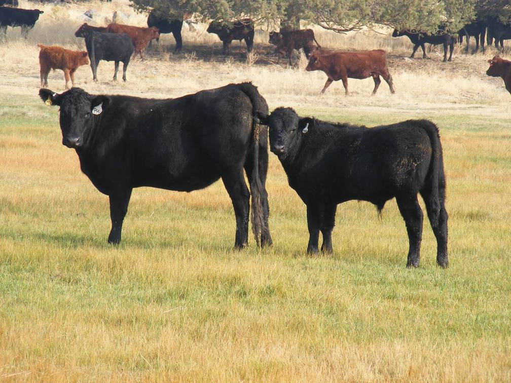 2011 Coming Two Year Old Cow 944W B  Steer Calf 944w B