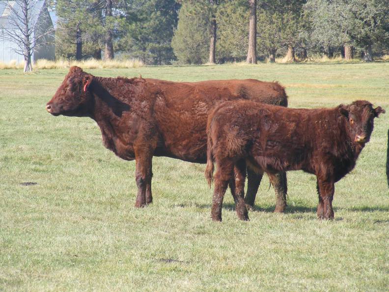 2011 Eight Year Old Cow 325R R_ Steer Calf 325w R.JPG